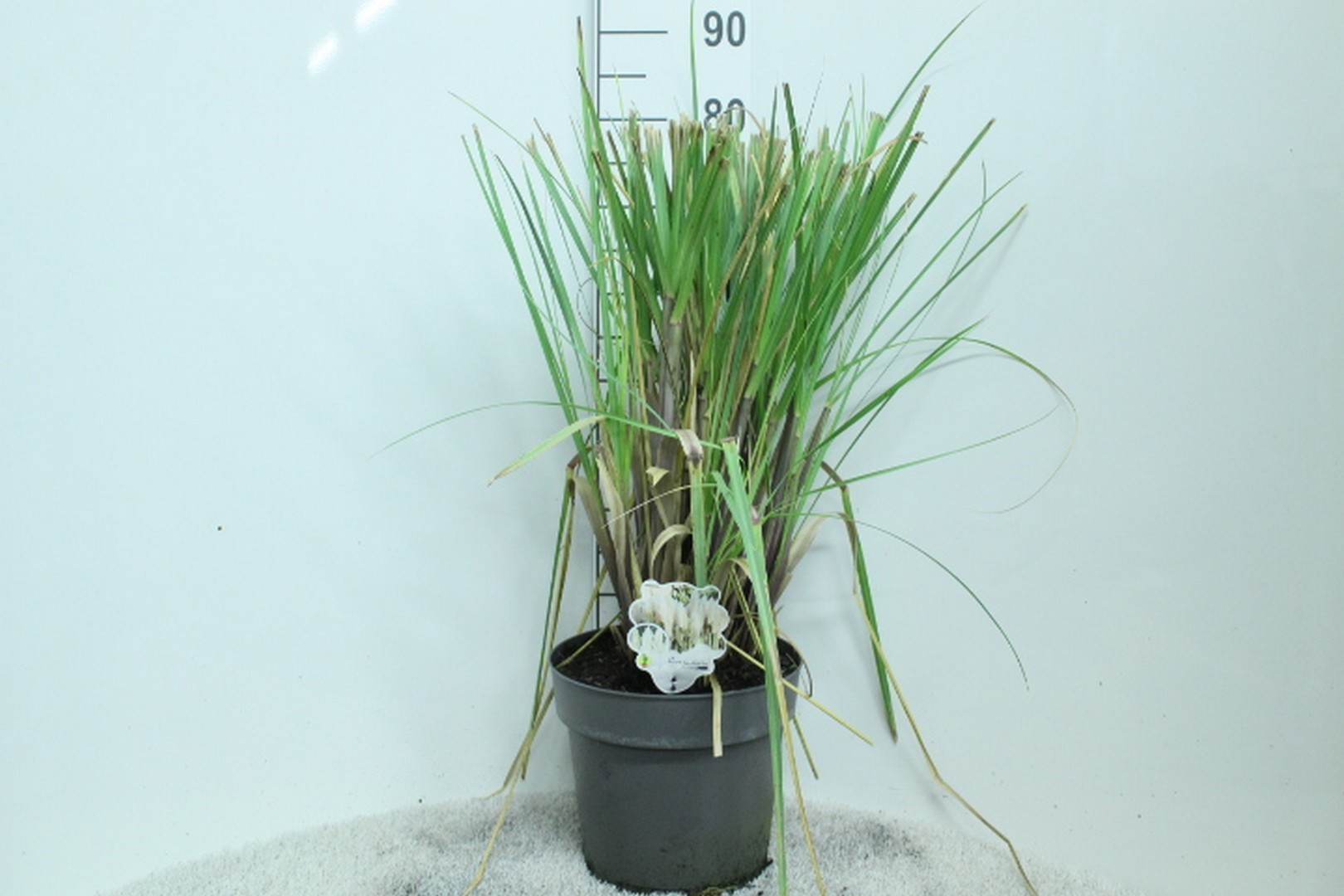 Cortaderia selloana P29, D 29