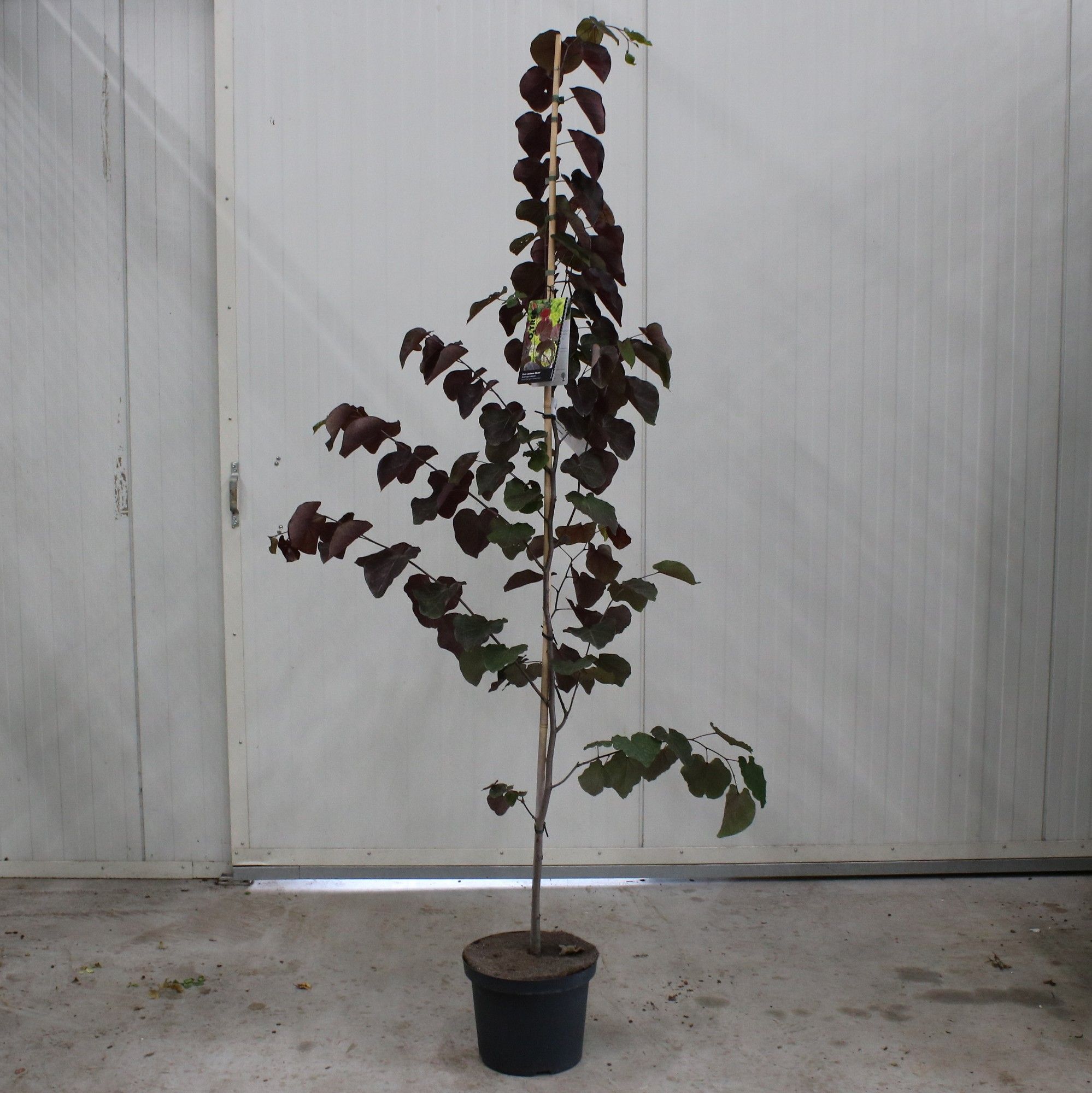 Cercis canadensis 'Merlot' --geveerd, D 29