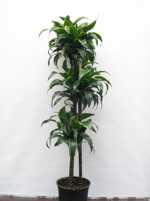 DRACAENA DEREMENSIS 'DORADO', D 24