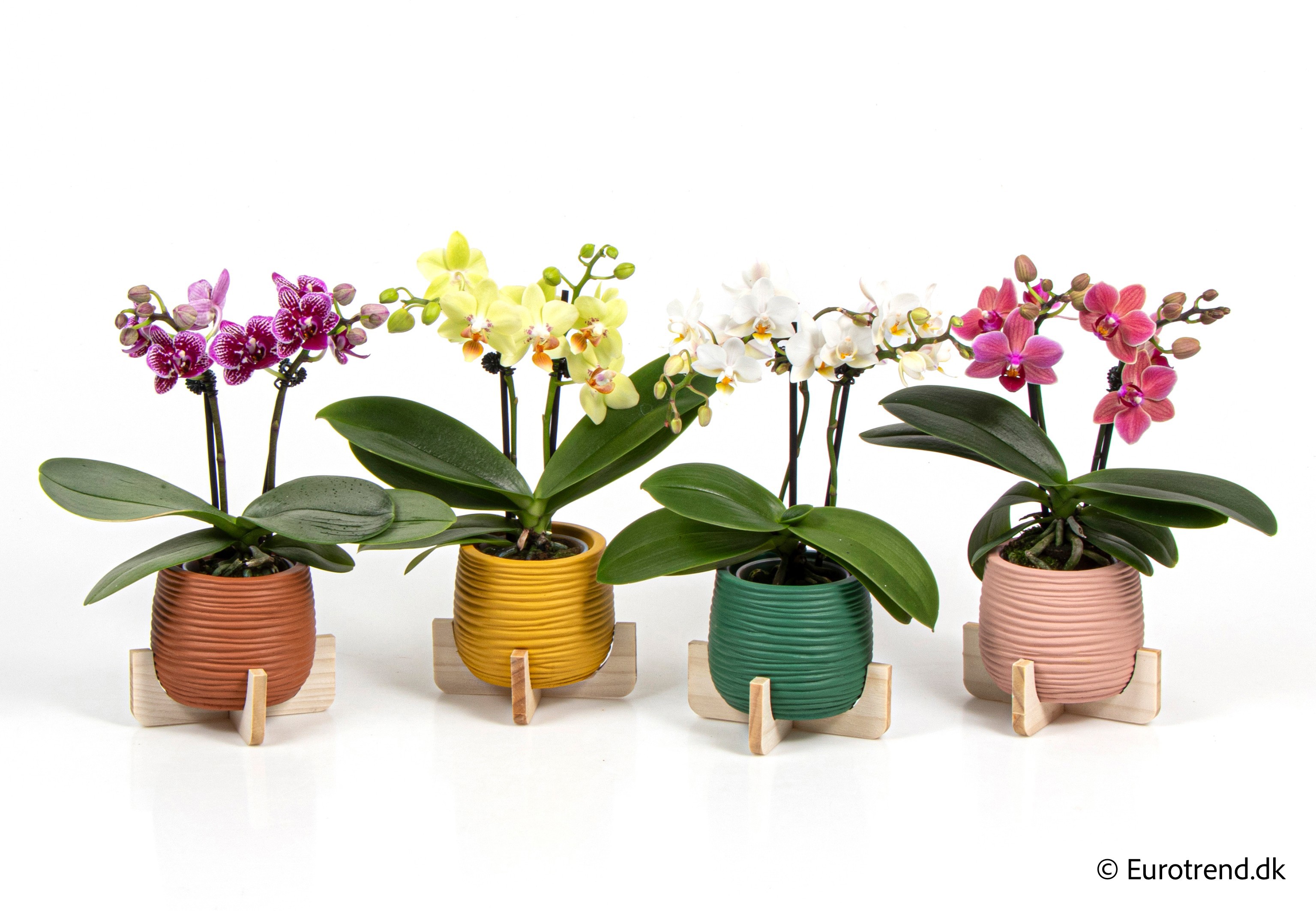 Phalaenopsis in New Look ceramic 2026, D 6