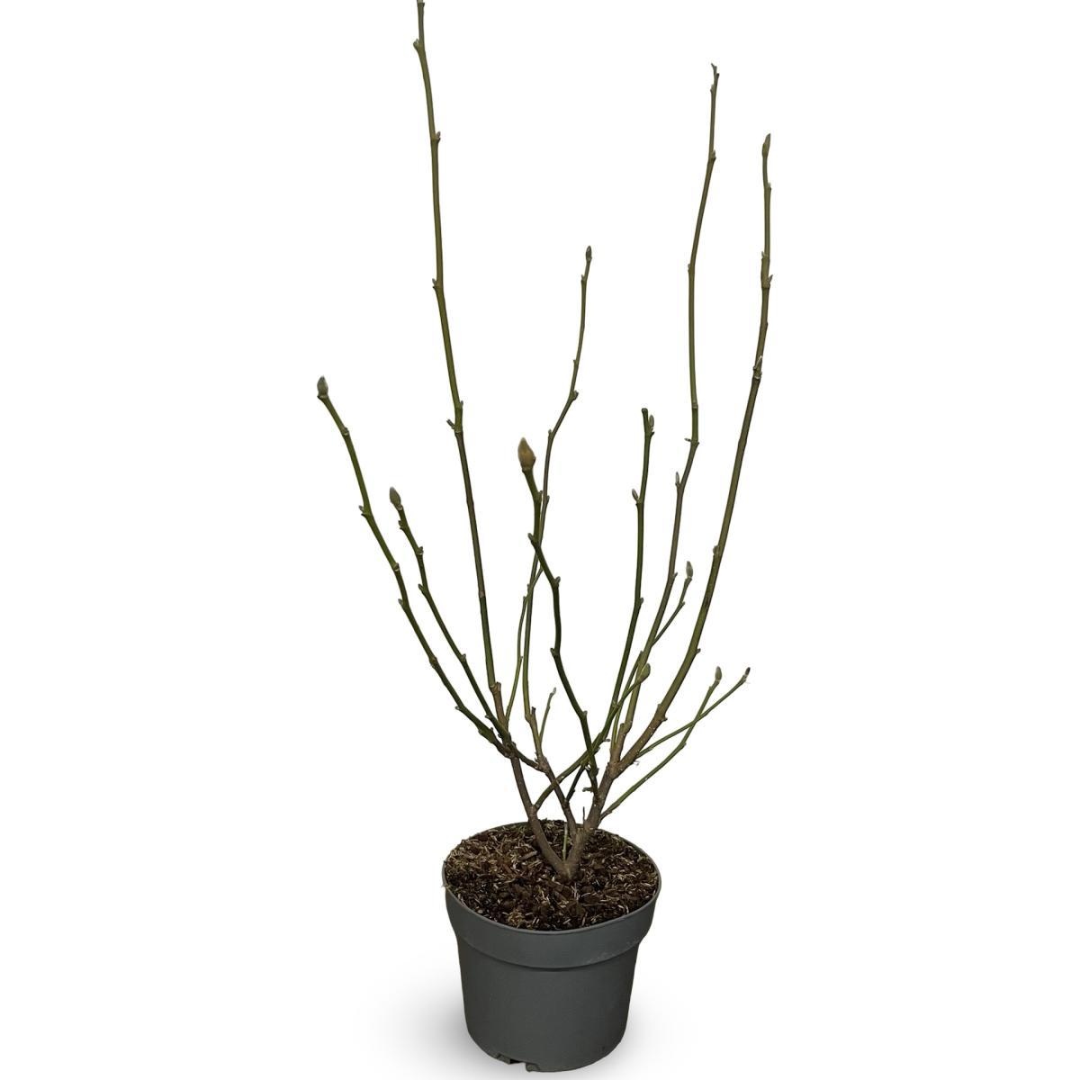 Magnolia soul. 'Alba Superba', D 21