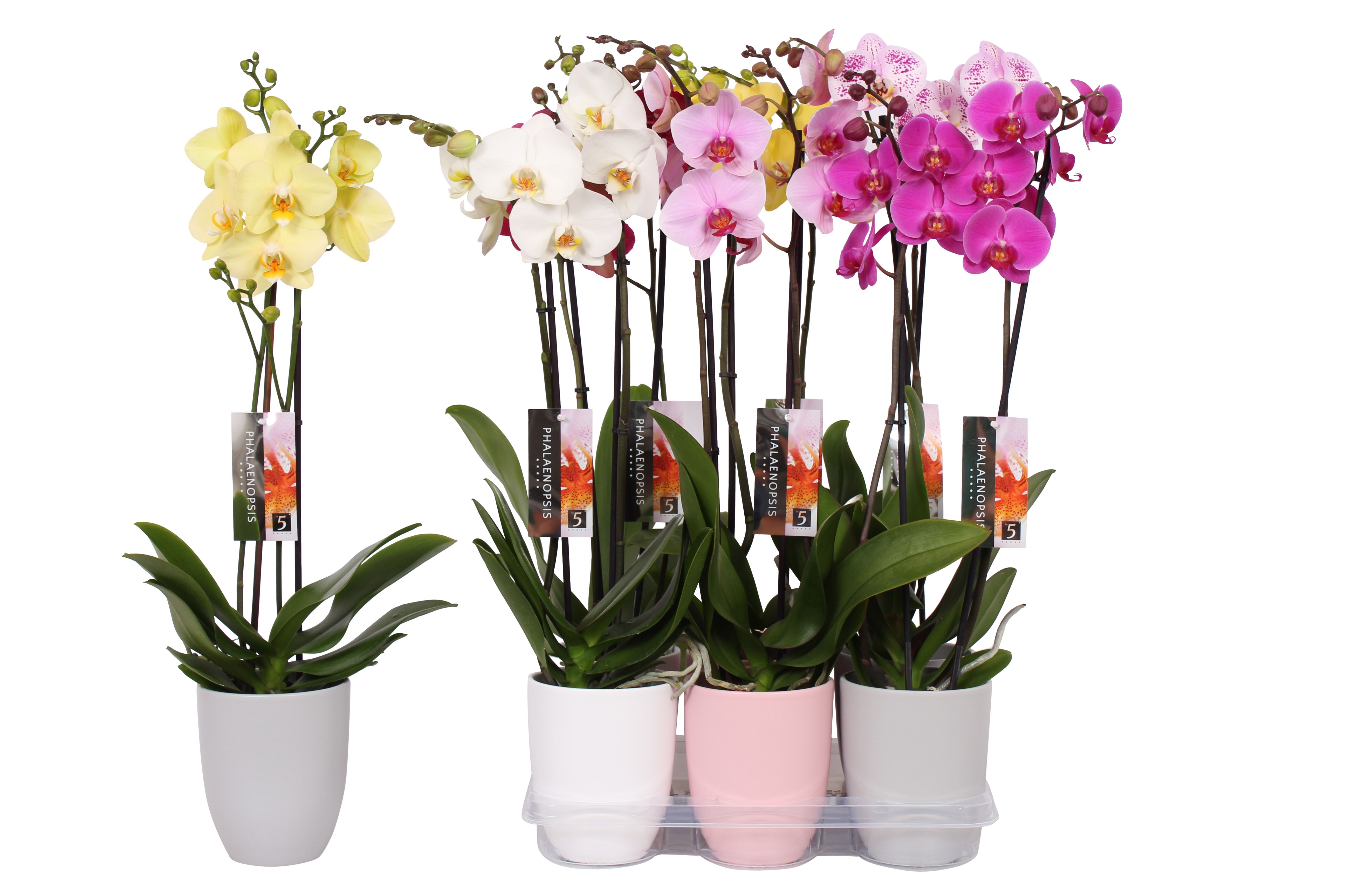 Phalaenopsis mix, 2-spike mix Ceramics, D 12