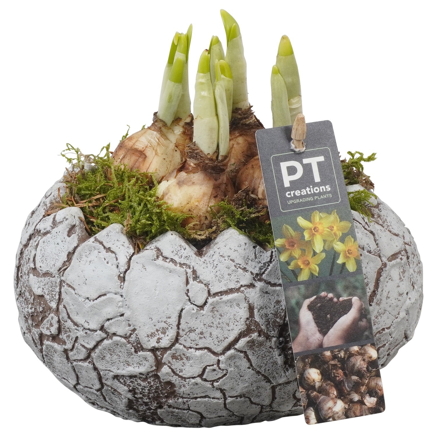 PTNP4535 Arrangement Narcissus Easter in beton ei, D 16