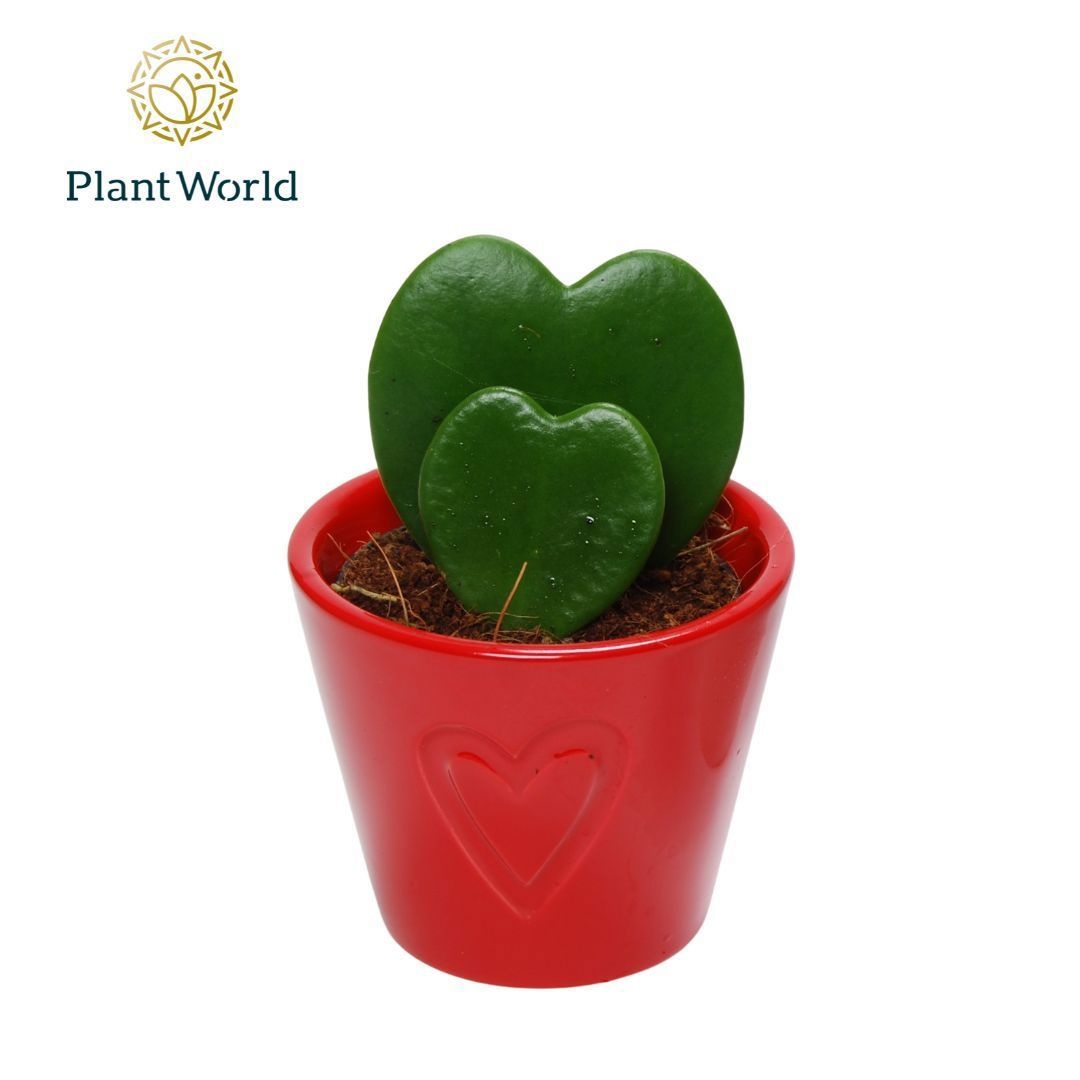 Hoya kerrii double heart 2pp in rood Boston keramiek, D 7