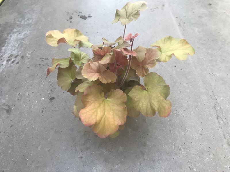 HEUCHERA-HYBRID, D 12