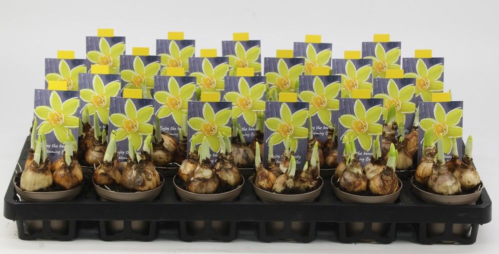 NARCIS TETE A TETE 08 Floratino, D 8