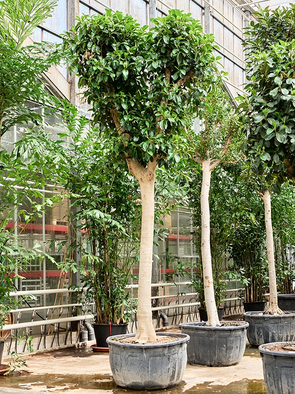 Ficus rubiginosa 'Australis', D 112