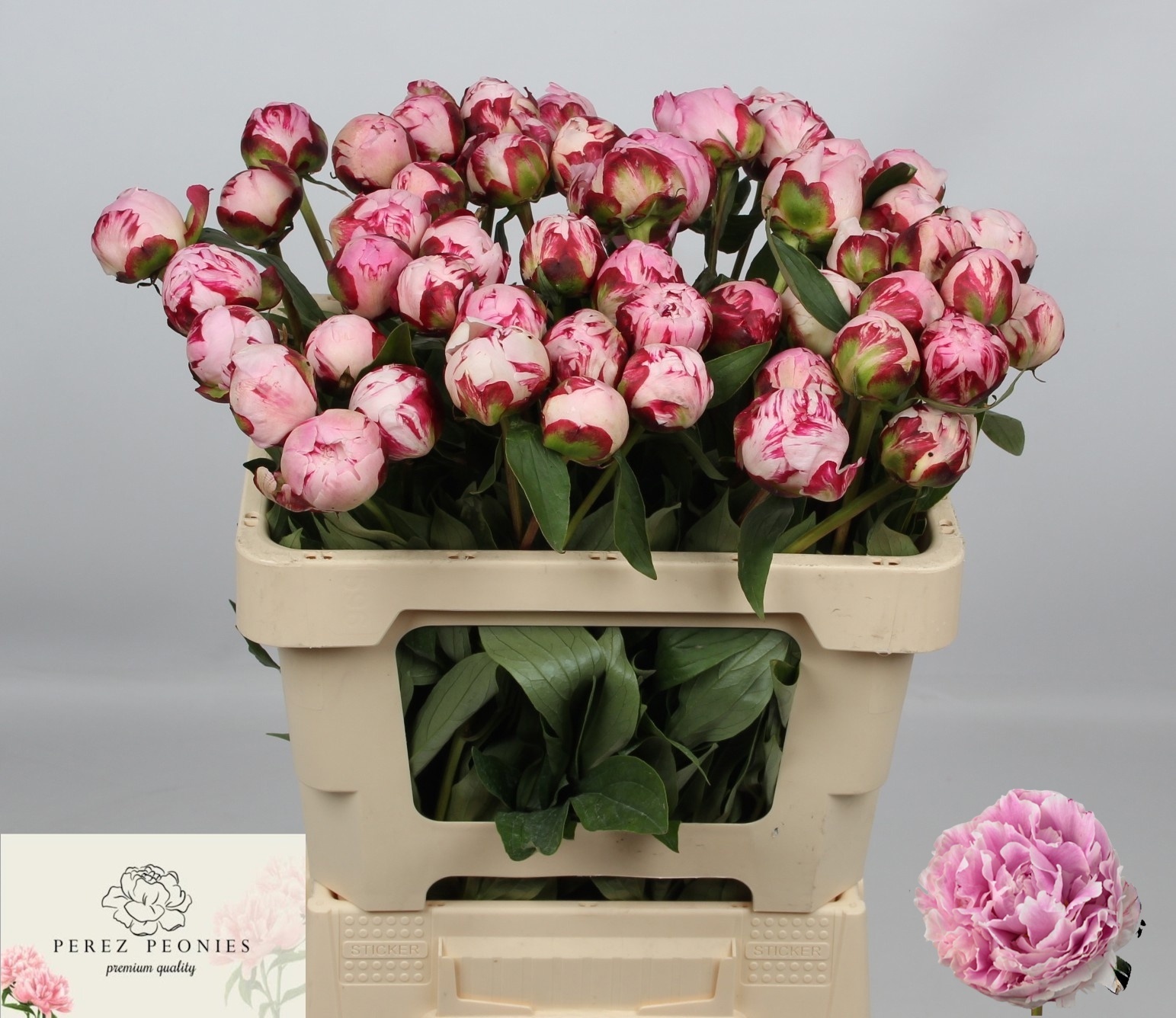 Пион Сара Бернар 55 (роз.), шт.