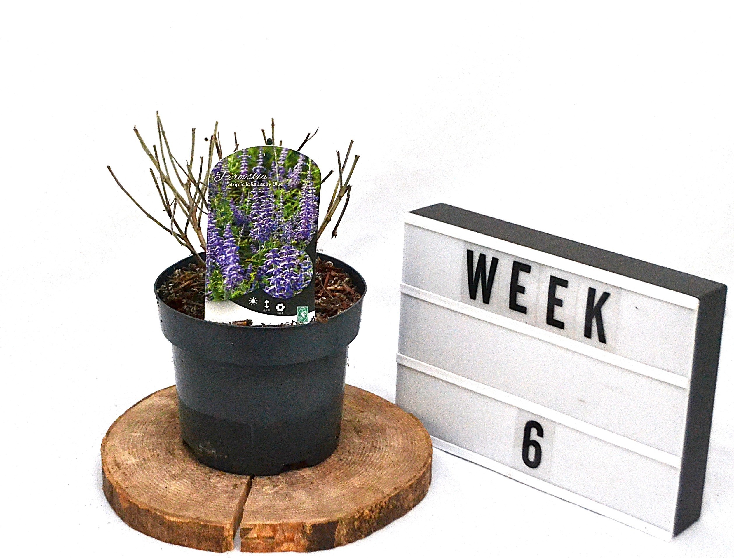 Perovskia atriplicifolia Lacey Blue C3, D 19