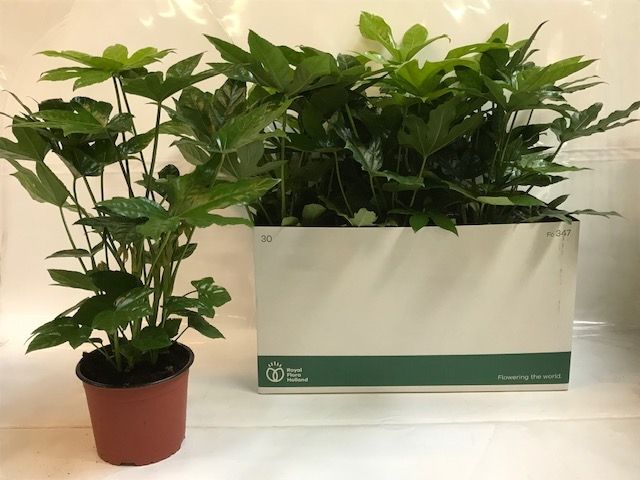 Fatsia zonder plastic, D 17