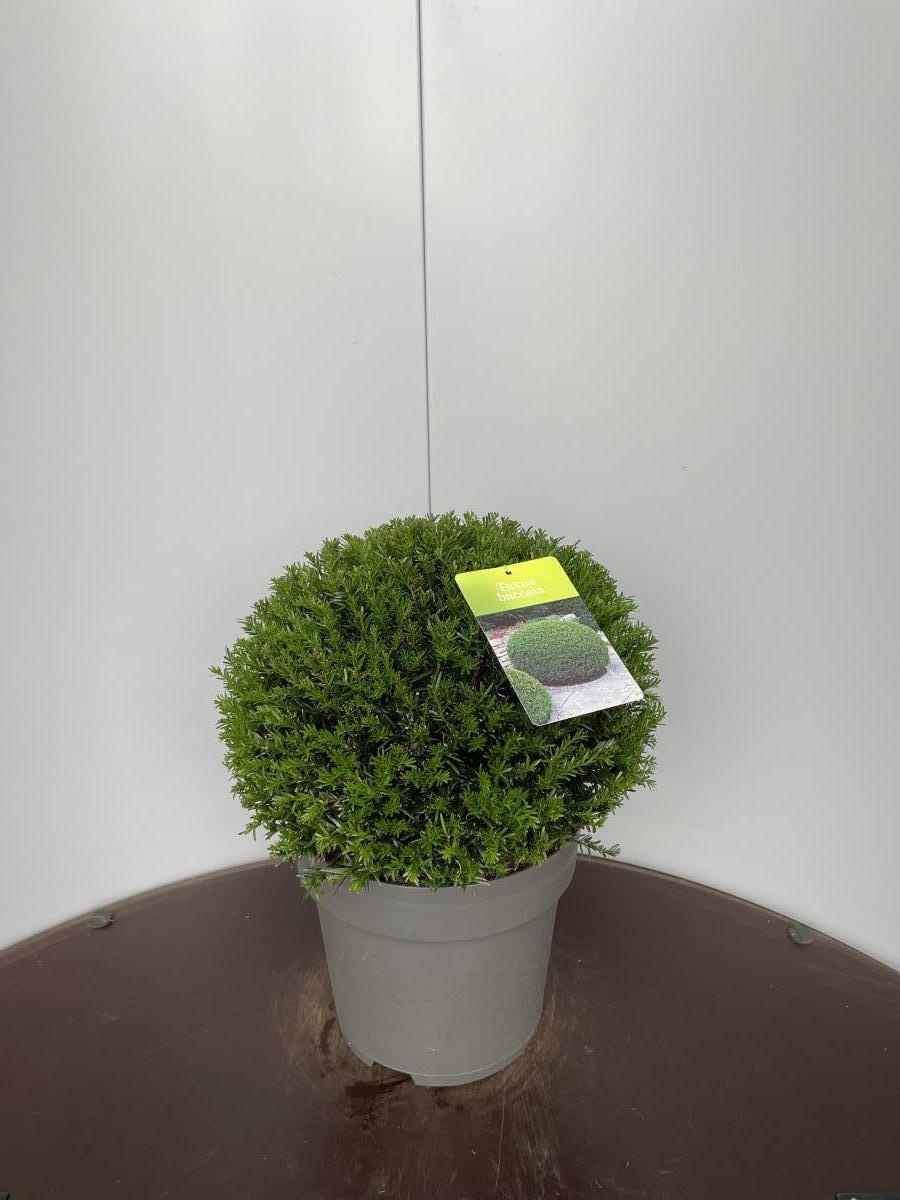 Taxus baccata, bol, D 29
