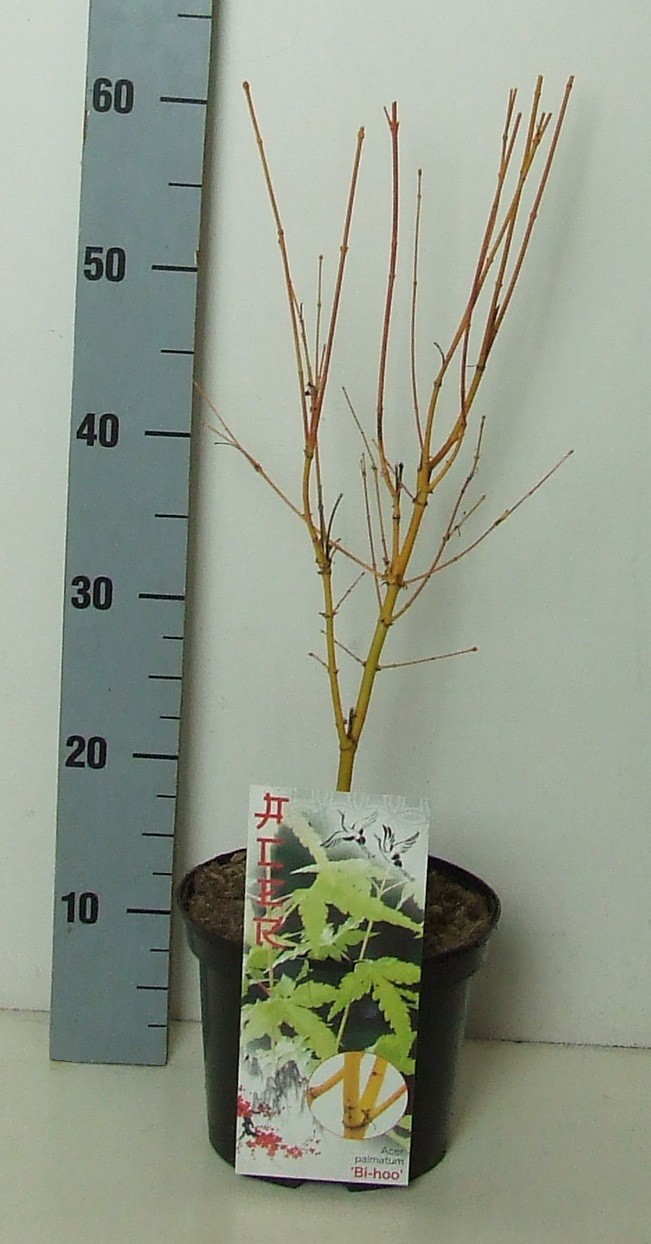Acer palmatum 'Bi Hoo' P19 Full CC, D 19