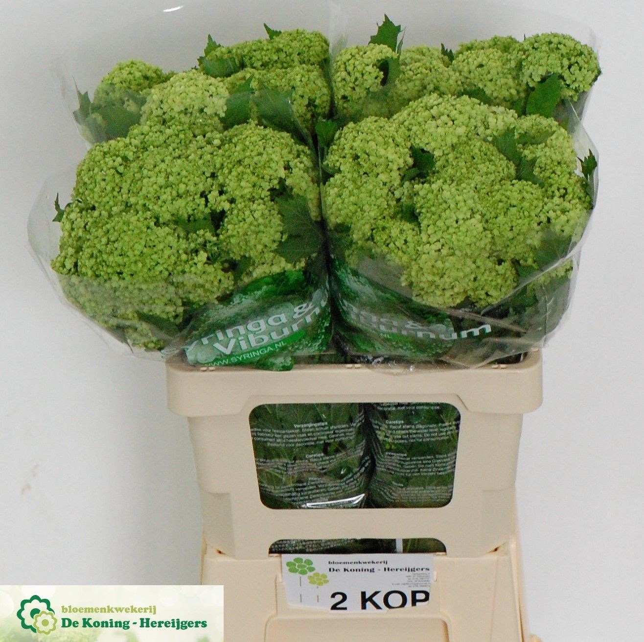 Вибурнум Розеум 60 (зел.), шт.