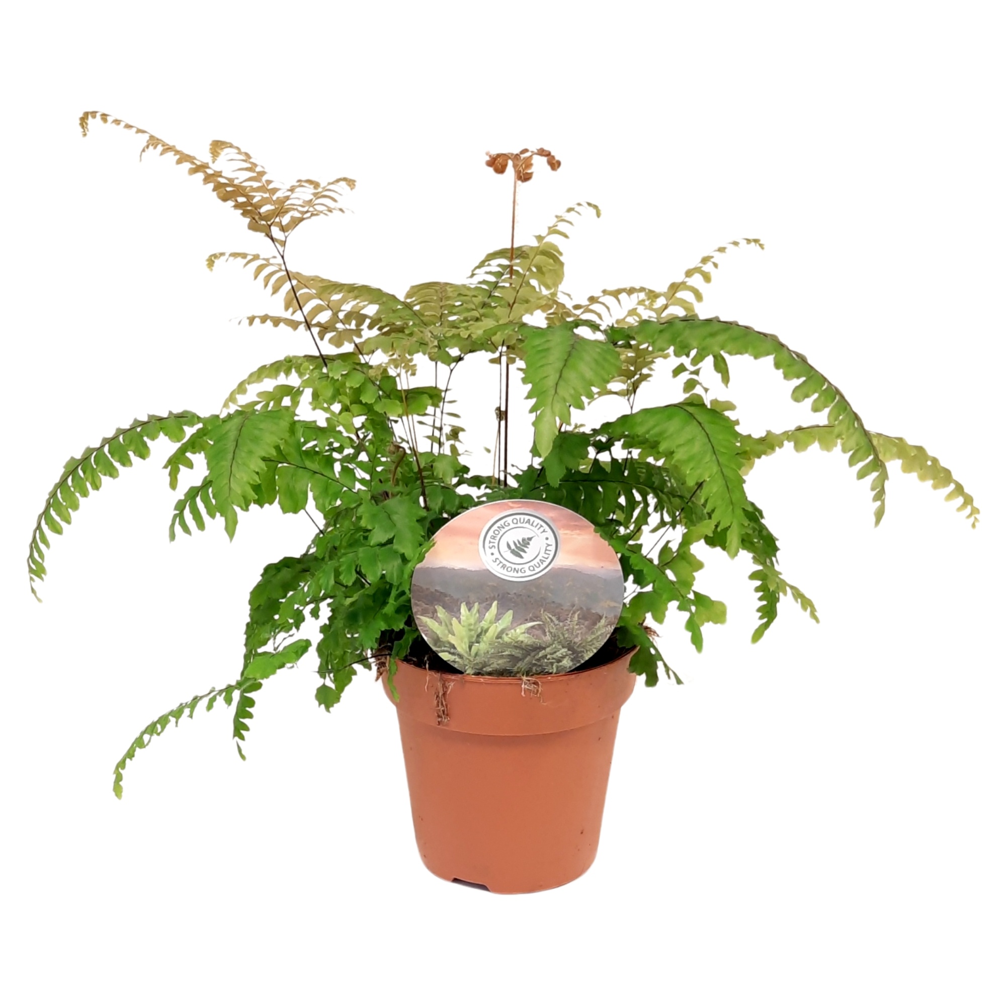 Adiantum bronze venus, D 12