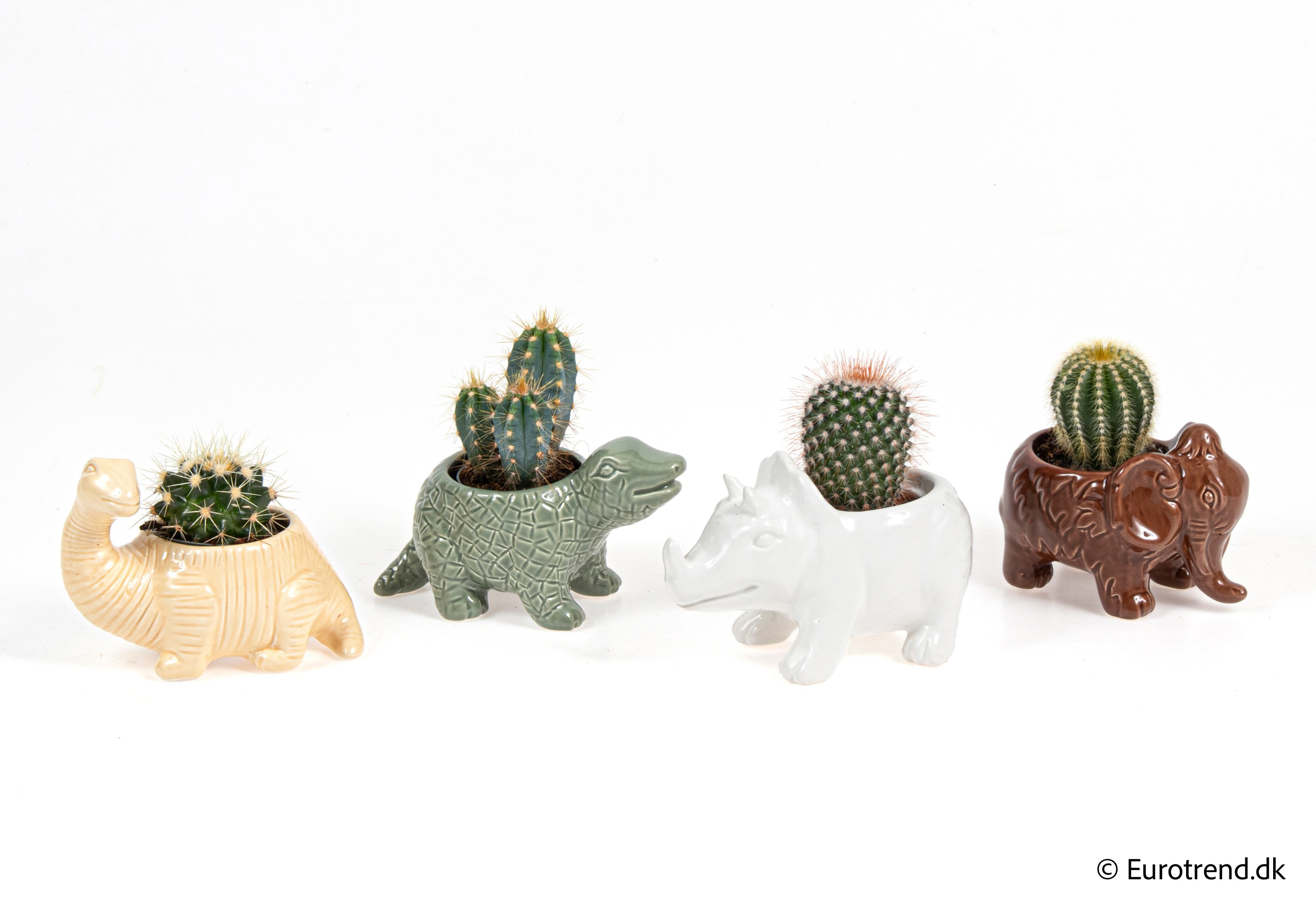 Cactus mix in New Look ceramic 2026, D 6