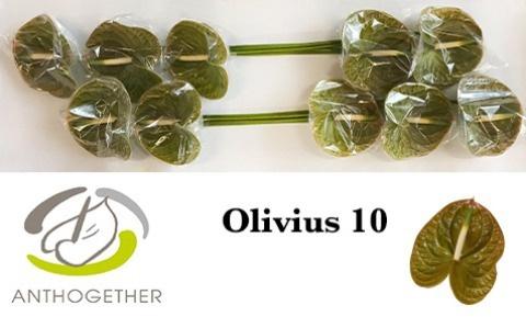 Антуриум Оливиус (зел.) x10, шт.
