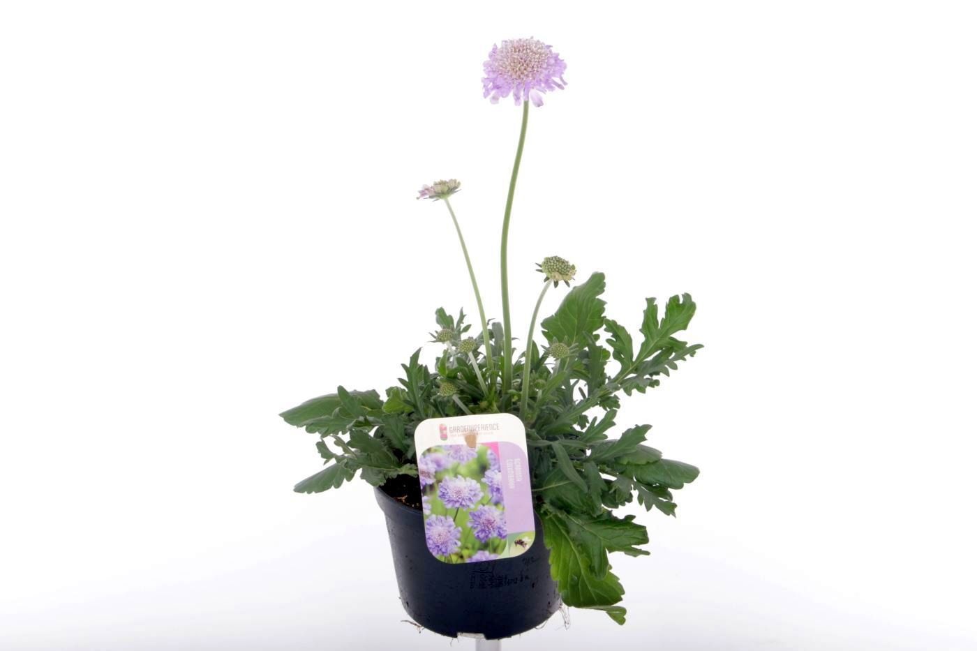 Scabiosa columbaria Butterfly Blue, D 13