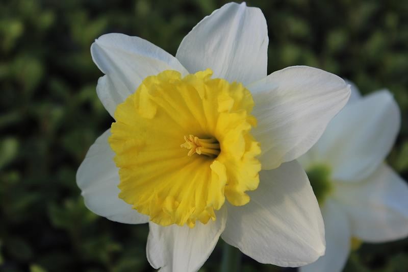 NARCISSUS INCOMPARABILIS 'ICE FOLLIES', D 11