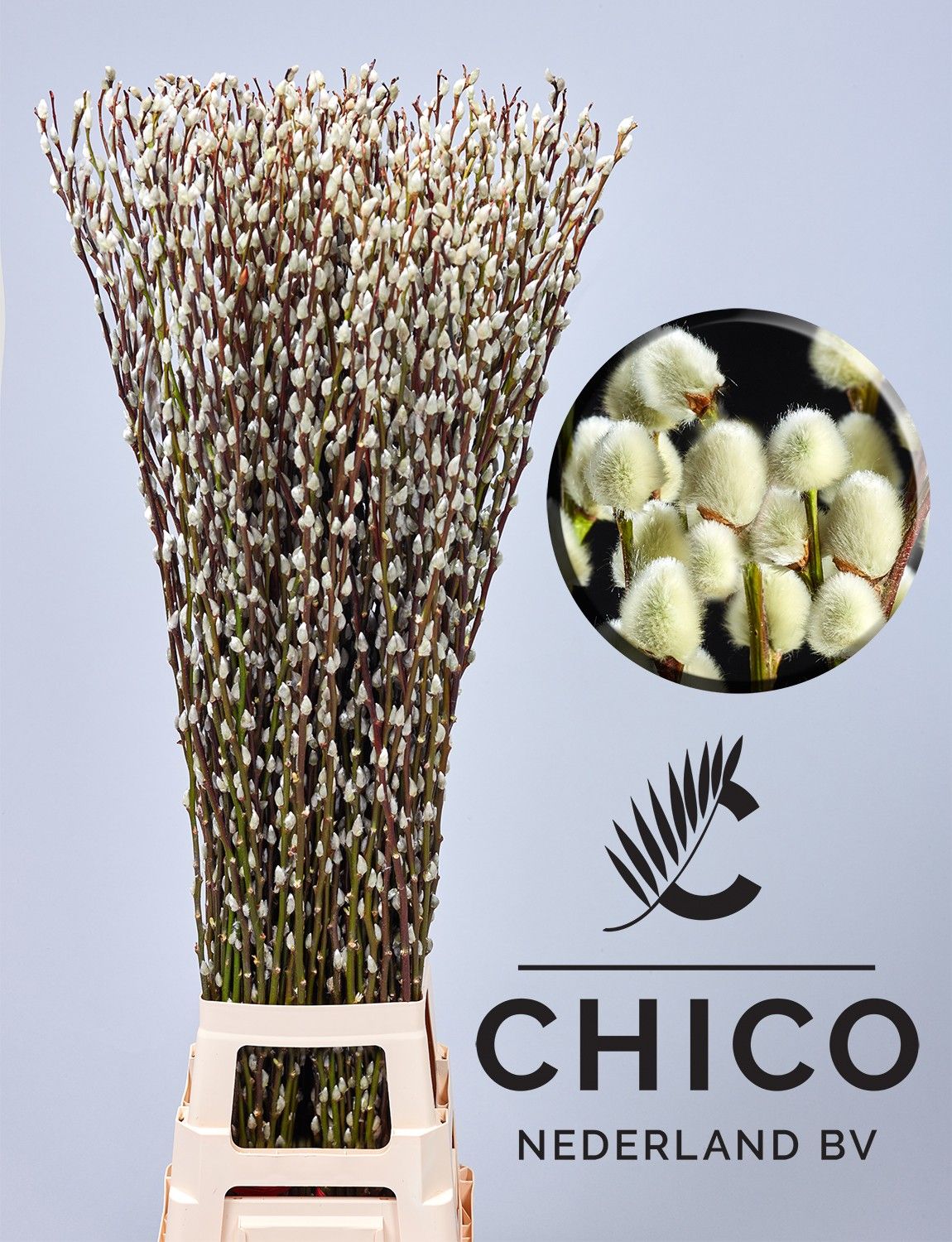 Саликс Сноу Флейк 120, шт.