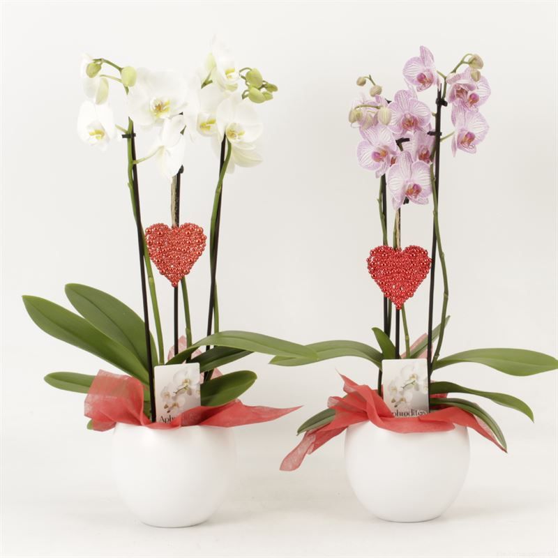 Phalaenopsis gemengd 3 tak gemengd in witte bolpot Lisa keramiek valentijn uitvoering, D 12