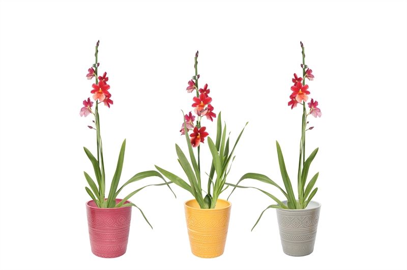 Zoe p12 tribal safari mix Cambria Nelly Isler 1T08+, D 12