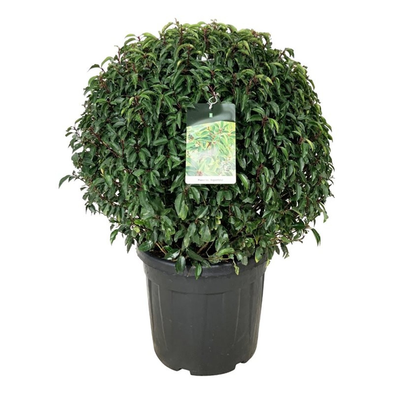 Prunus lus. 'Angustifolia', D 50