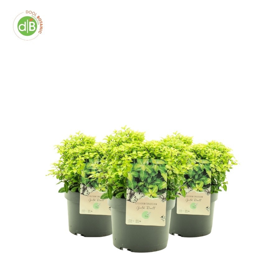 Pittosporum ten. 'Gold Ball' pbr, D 19