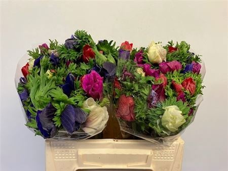 Анемон Микс в пачке 30, шт.