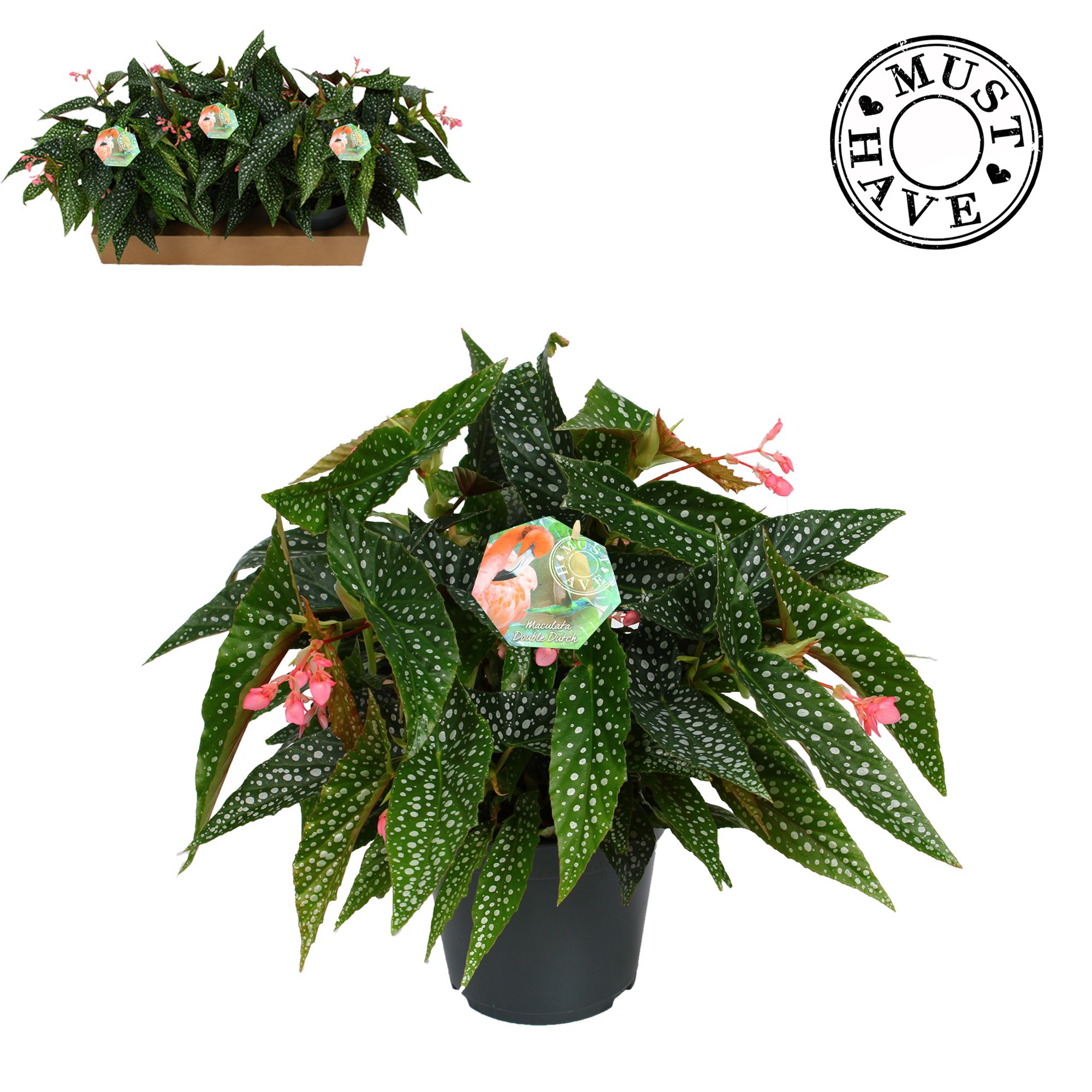 Maculata ''Double Dot'' MUST HAVE, D 17