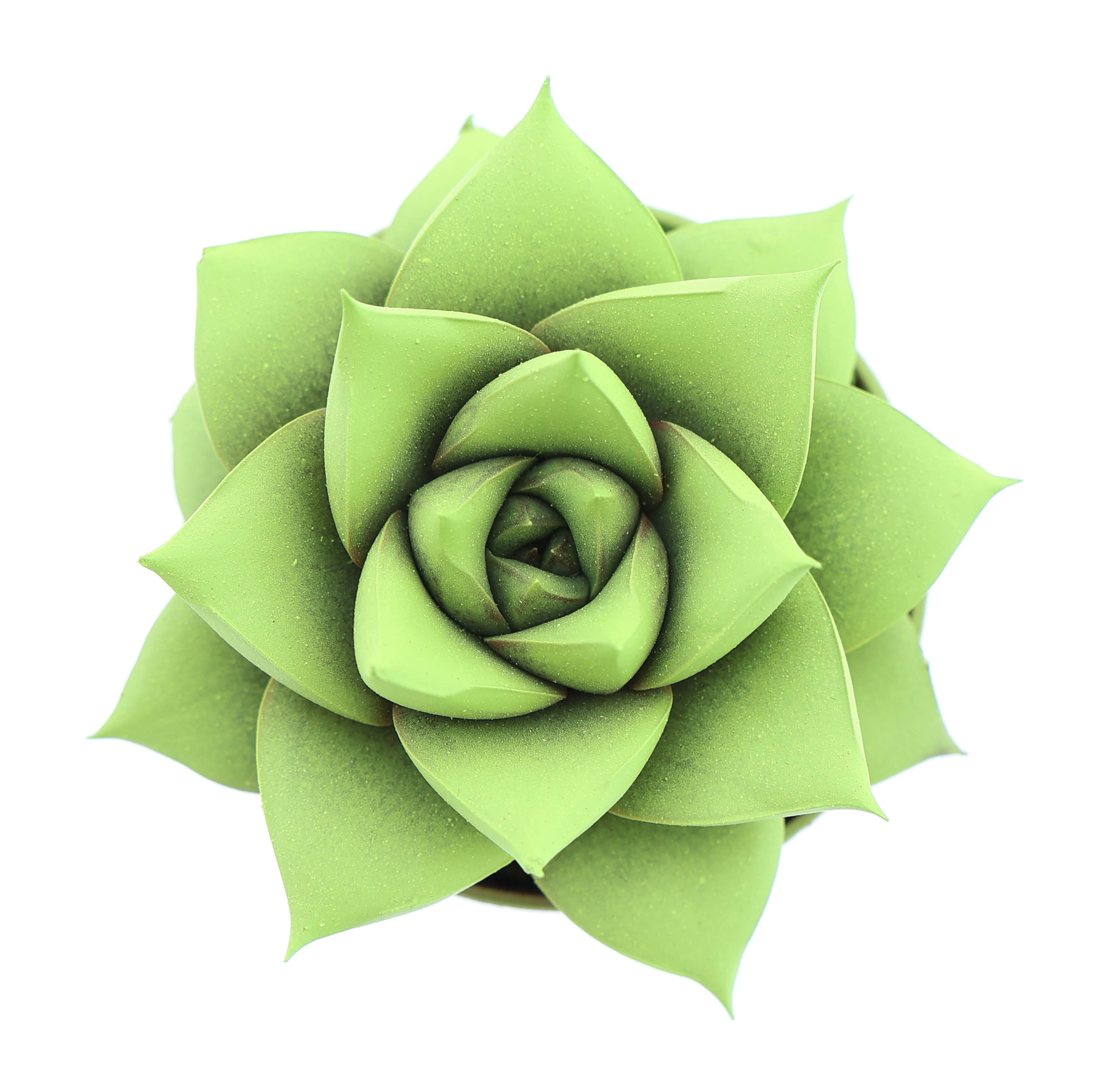 Rainbow purper yellow-green, D 5,5