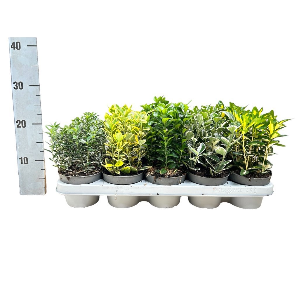 Euonymus Gemengd, D 12