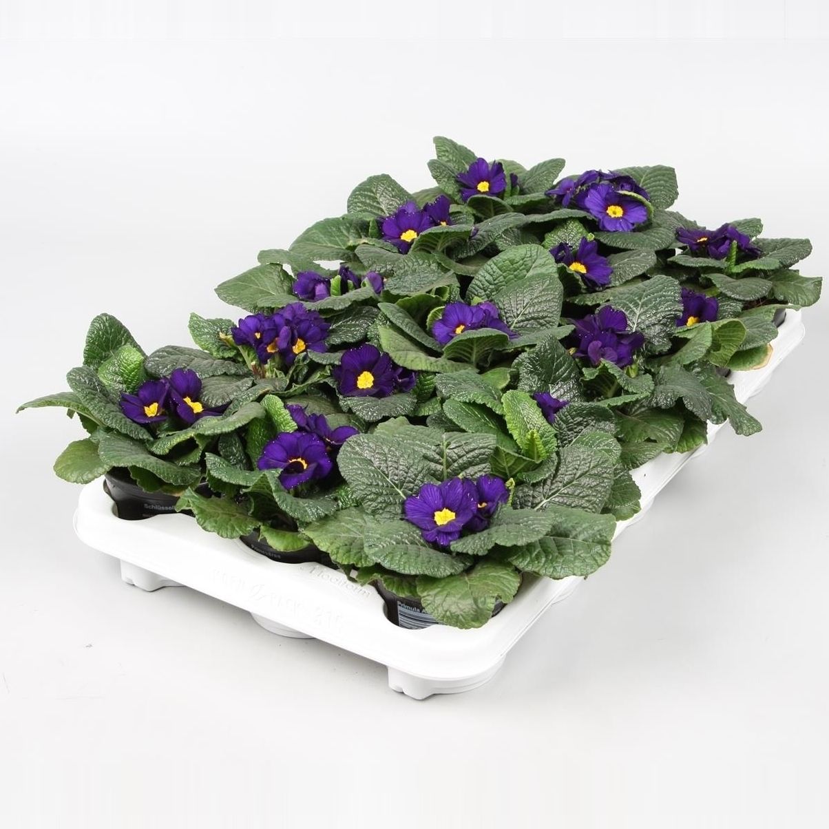 Primula BLAUW, D 10,5