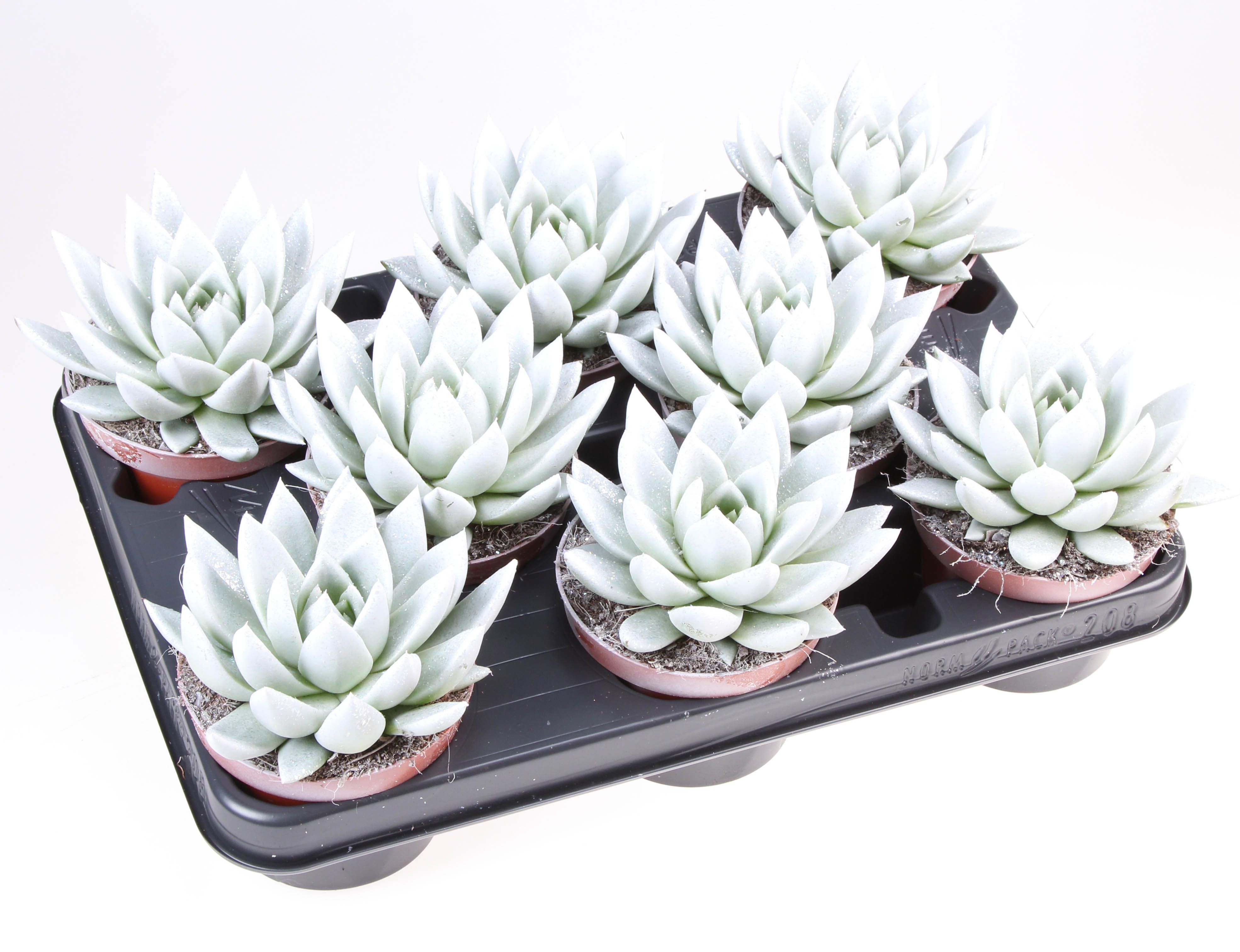 Miranda parelmoer + bio glitter, D 10,5