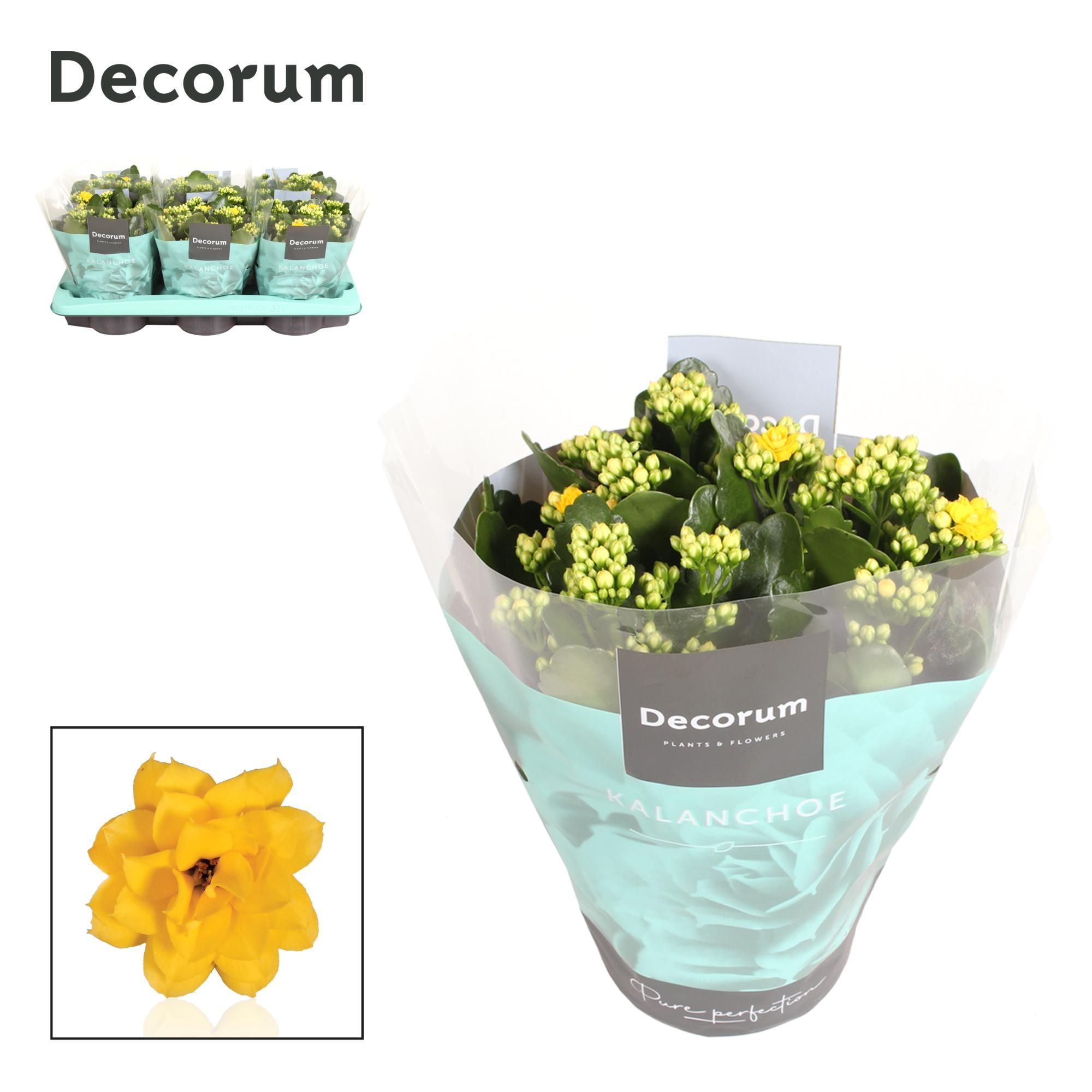 Kalanchoe Decorum - Yellow, D 15