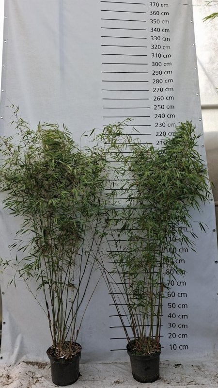 Fargesia scabrida 'Asian Wonder', D 29