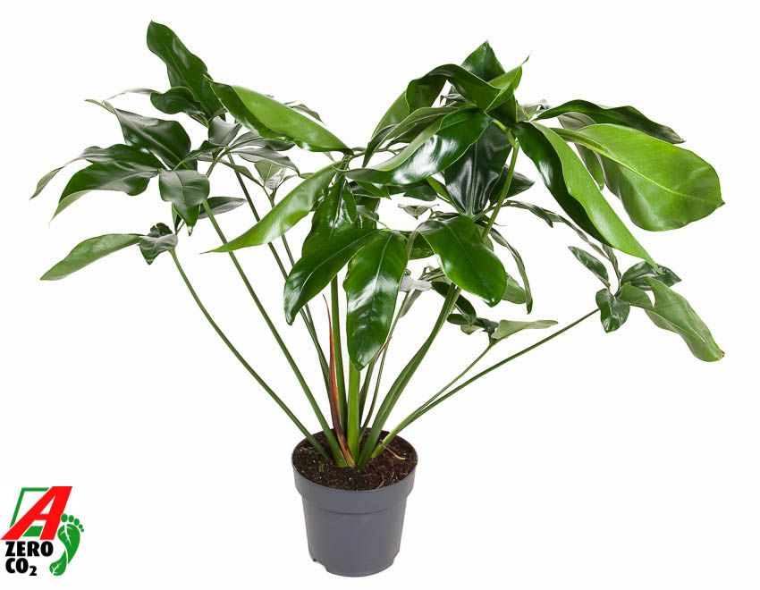 Philodendron Green Wonder P24 (NO GAP), D 24