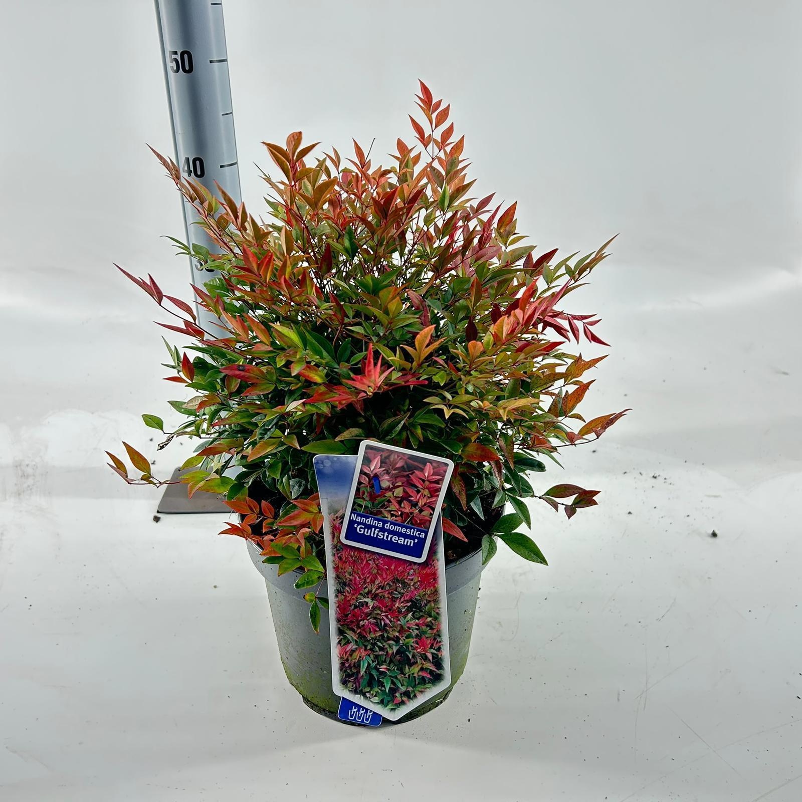 Nandina domestica 'Gulfstream', D 23