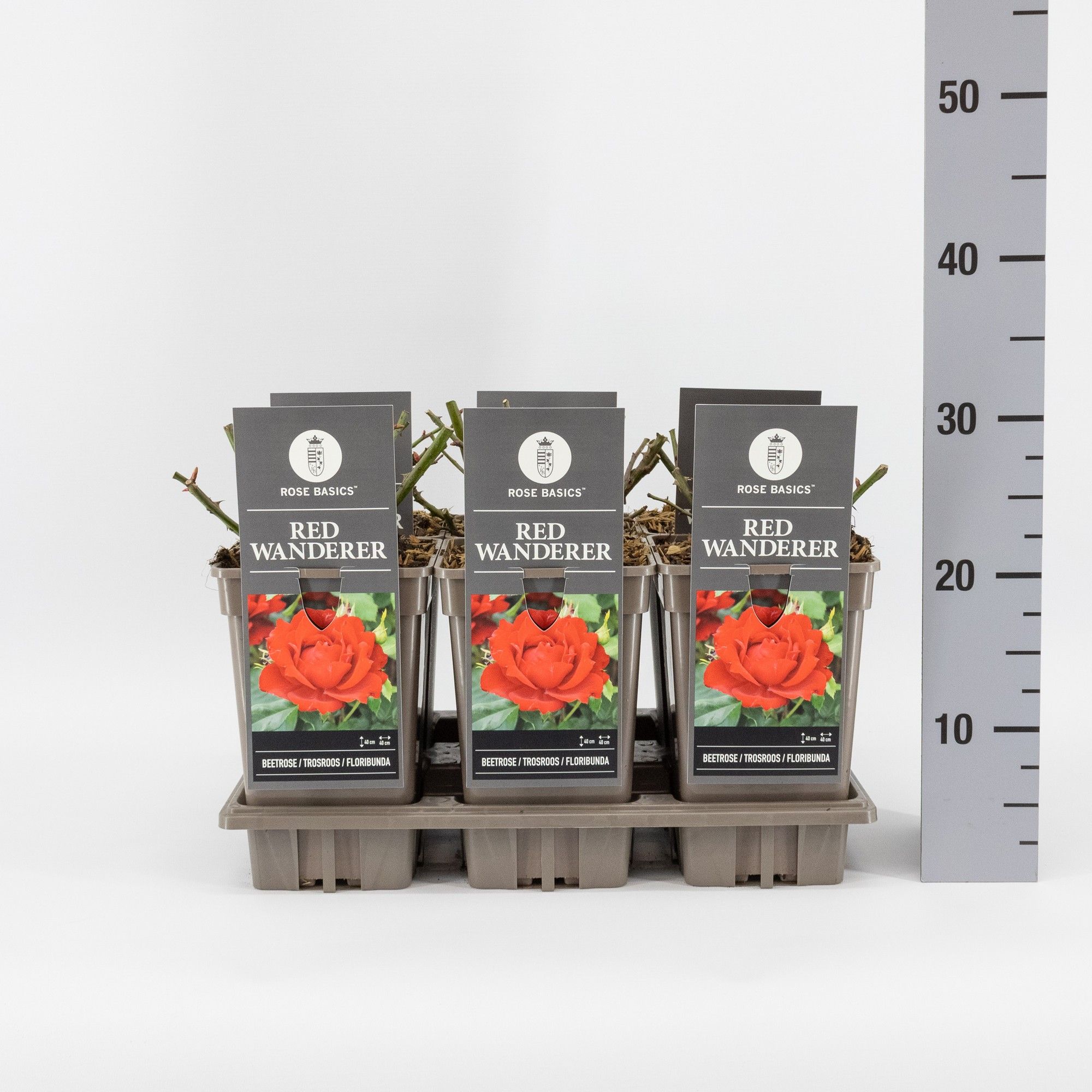 Rosa (F) Red Wanderer, C3, D 17