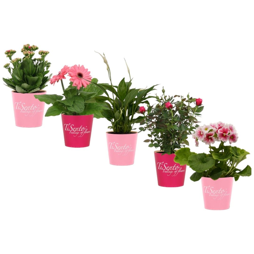 Valentijn Bloeimix 12 cm - TiSento Smartcup, D 12 cm