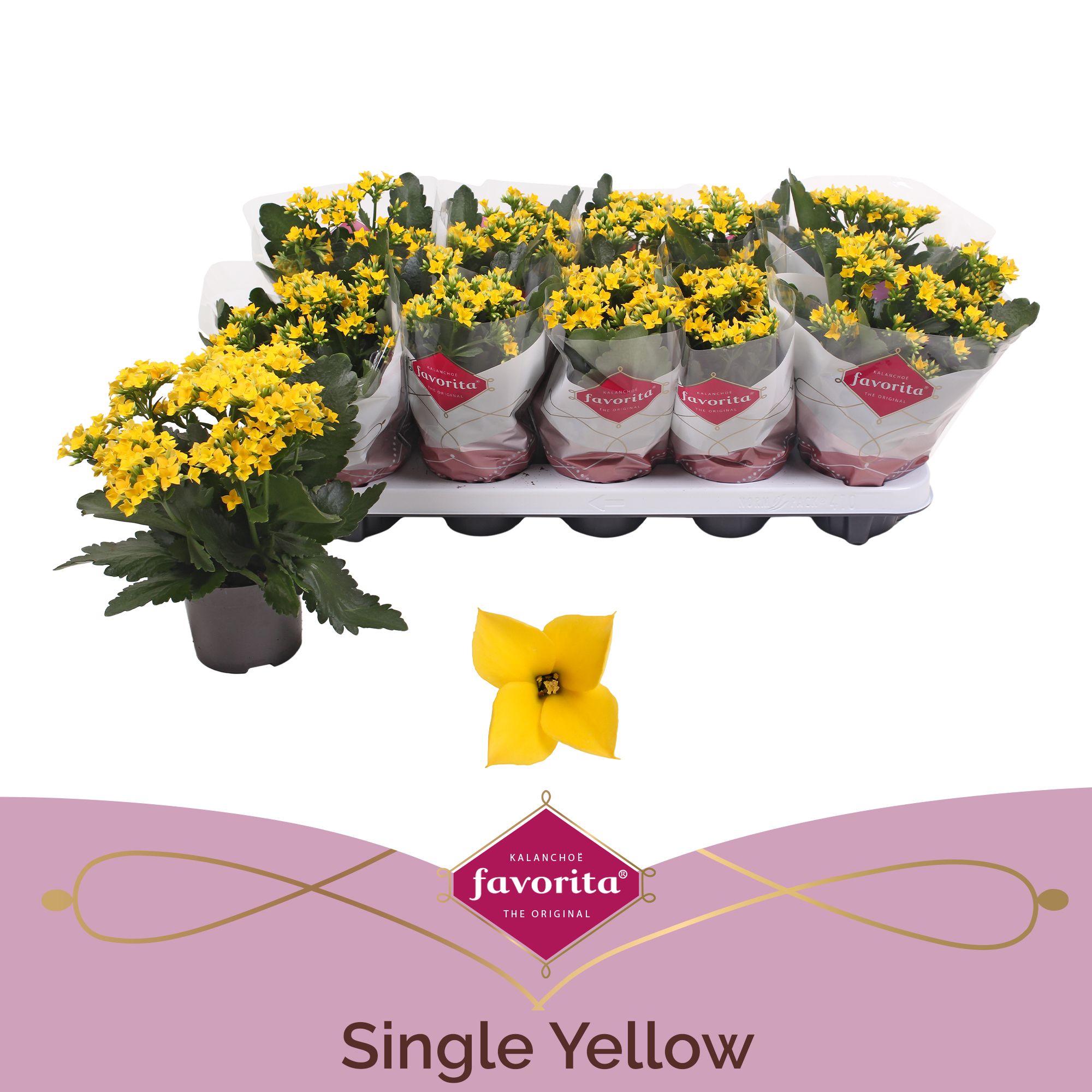 Kalanchoe favorita yellow, D 10,5