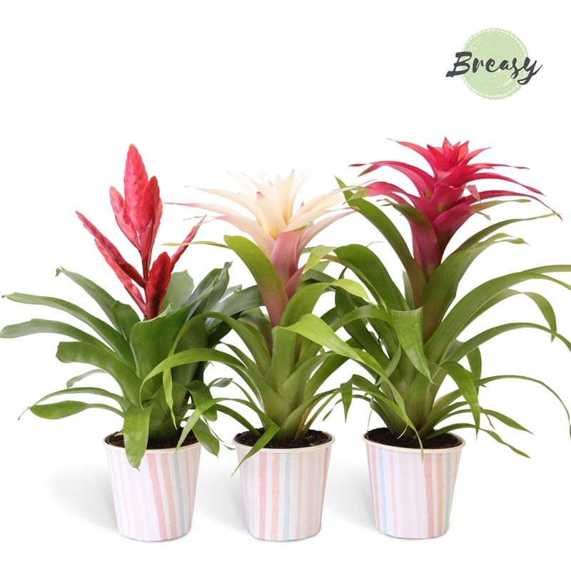 Bromelia Sweet - 13cm in Lille | Mimesis, D 12