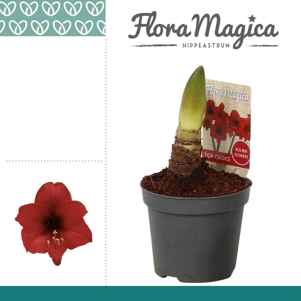 Amaryllis Kolibri Top Choice 1 Knop, D 9