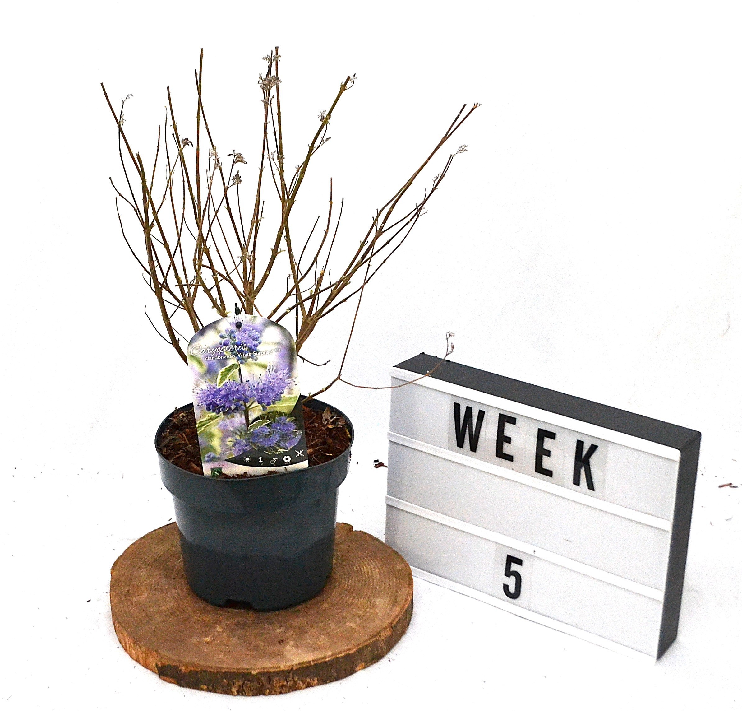 Caryopteris cland. White Surprise C3, D 19