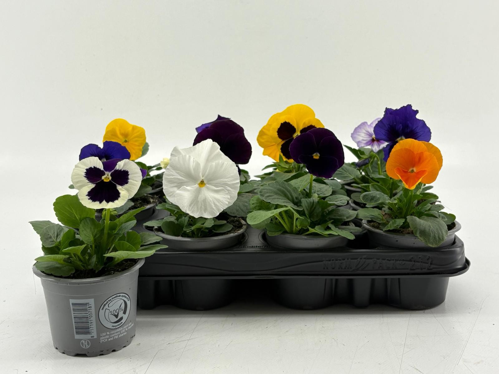 Viola F1 Gemengd in tray, D 9