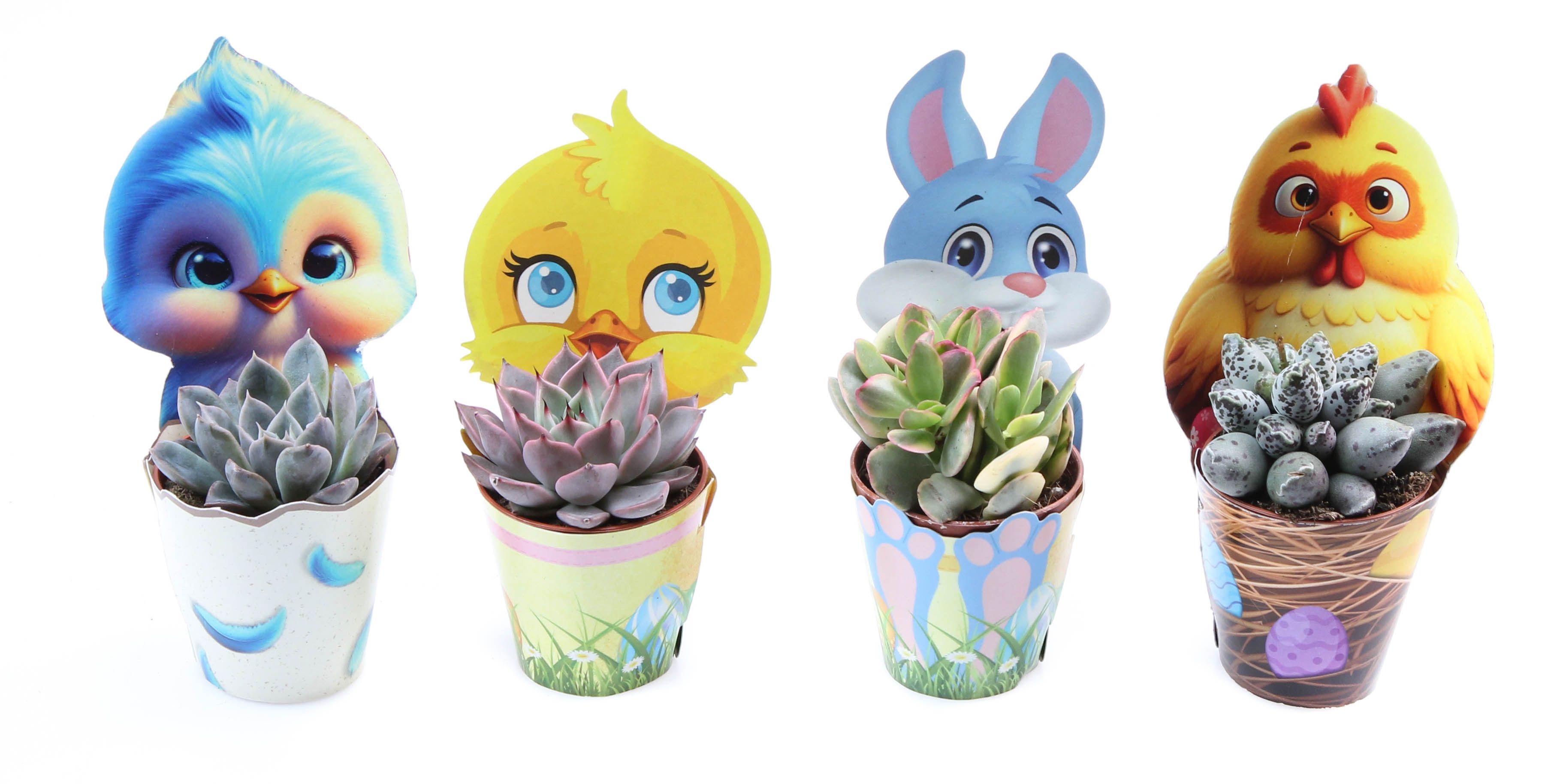 Potcover Paasmix succulent, D 5,5