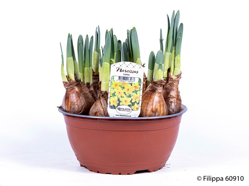 NARCISSUS INCOMPARABILIS 'CARLTON', D 19