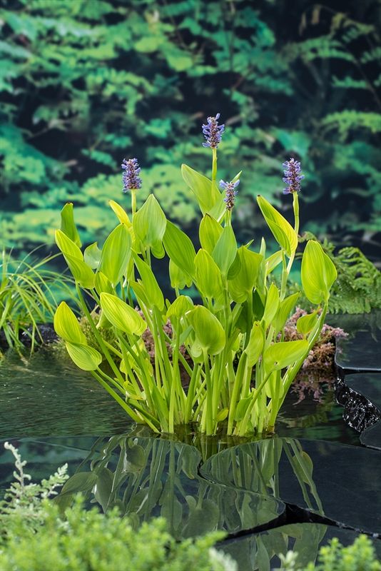 Pontederia cordata (18x18), D 18