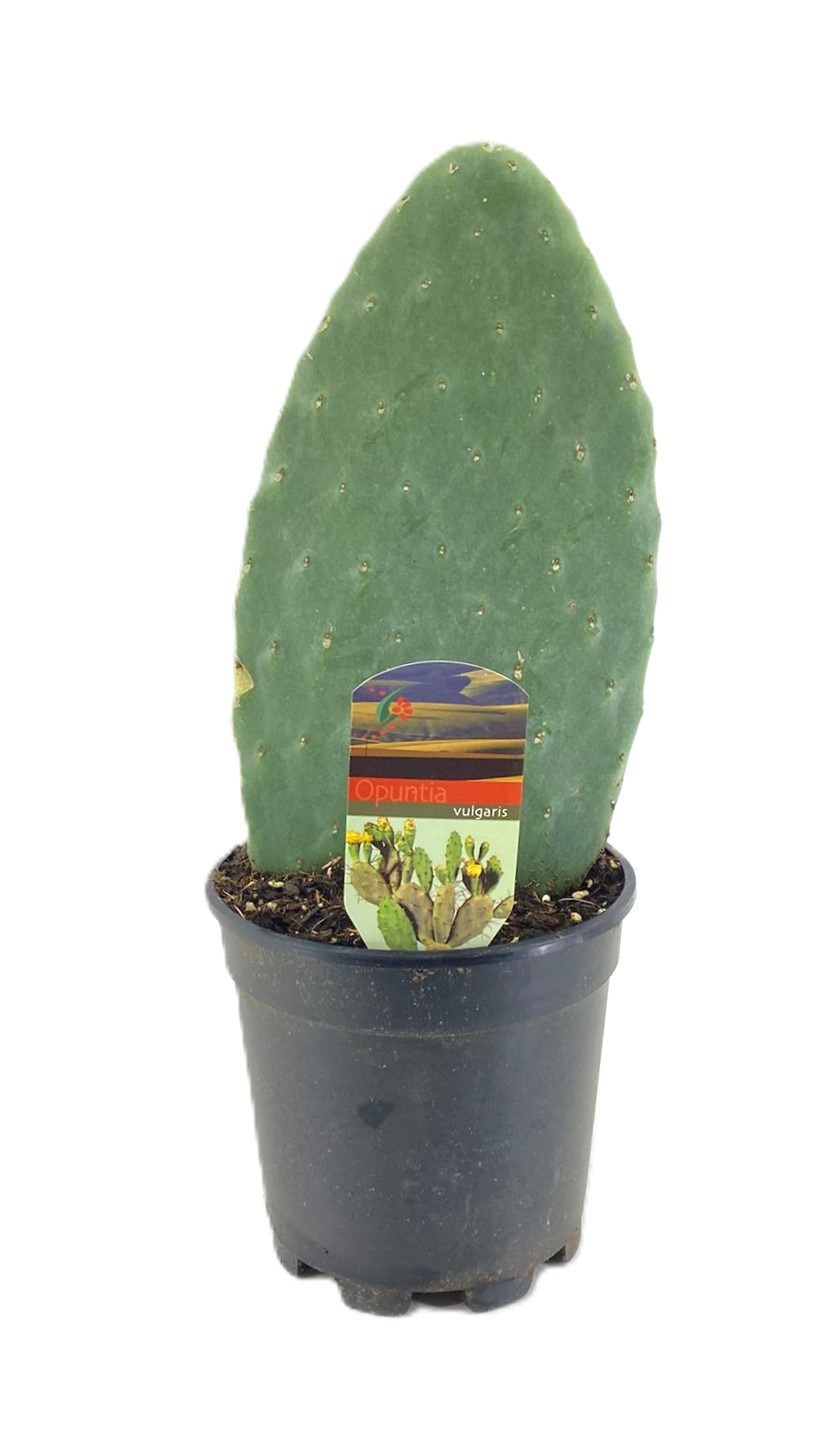 Opuntia ficus indica, D 17