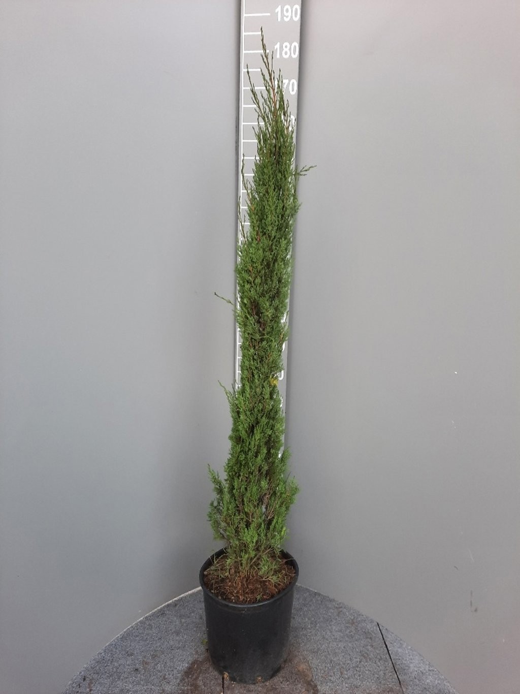 Cupressus semp. Pyramidalis 125-150, D 30