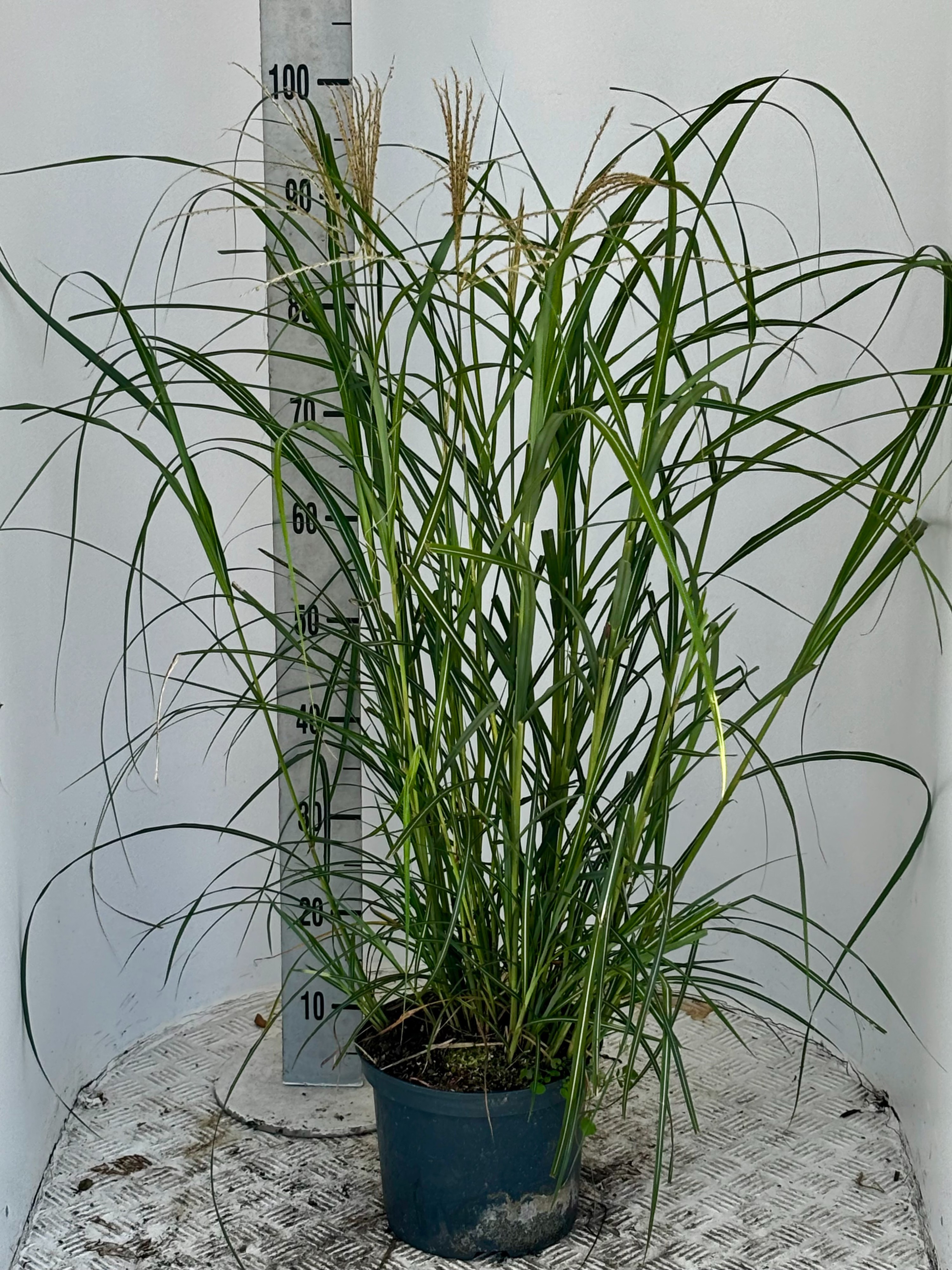 Miscanthus sin. 'Hermann Müssel', D 23